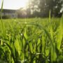 Can Humans Eat Grass